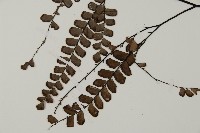 扇葉鐵線蕨藏品圖，第4張