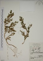 生根卷柏藏品圖，第1張