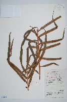 烏毛蕨藏品圖，第1張