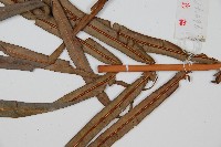 烏毛蕨藏品圖，第3張