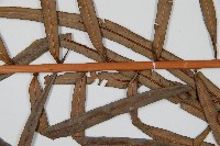 烏毛蕨藏品圖，第4張