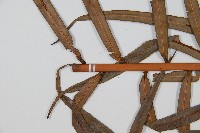 烏毛蕨藏品圖，第5張