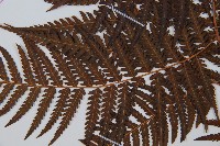 金狗毛蕨藏品圖，第4張