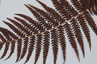 金狗毛蕨藏品圖，第5張