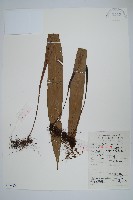 大星蕨藏品圖，第1張