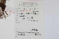 大星蕨藏品圖，第2張