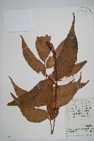 披針貫眾蕨藏品圖，第1張