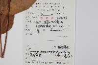 披針貫眾蕨藏品圖，第2張