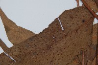 披針貫眾蕨藏品圖，第3張