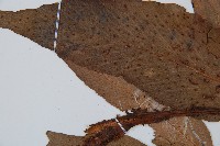 披針貫眾蕨藏品圖，第5張