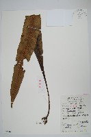 大星蕨藏品圖，第1張