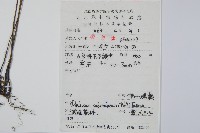 單葉雙蓋蕨藏品圖，第2張