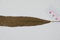 單葉雙蓋蕨藏品圖，第3張