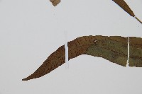 單葉雙蓋蕨藏品圖，第5張