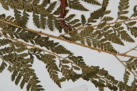 細葉複葉耳蕨藏品圖，第5張