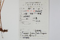 金雞腳藏品圖，第2張