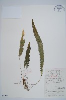 裂葉雙蓋蕨藏品圖，第1張