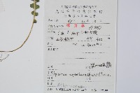 裂葉雙蓋蕨藏品圖，第2張