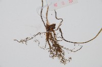 裂葉雙蓋蕨藏品圖，第3張