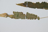 裂葉雙蓋蕨藏品圖，第4張