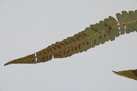 裂葉雙蓋蕨藏品圖，第5張