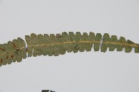 裂葉雙蓋蕨藏品圖，第6張