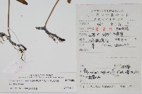 日本水龍骨藏品圖，第2張
