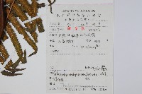 方桿蕨藏品圖，第2張