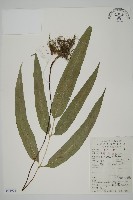 美羽鳳丫蕨藏品圖，第1張