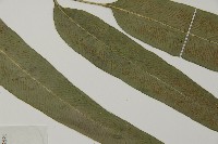 美羽鳳丫蕨藏品圖，第3張