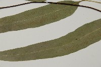 美羽鳳丫蕨藏品圖，第4張