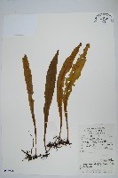 柳葉劍蕨藏品圖，第1張