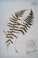 華中蹄蓋蕨藏品圖，第1張