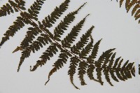 華中蹄蓋蕨藏品圖，第3張