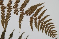 華中蹄蓋蕨藏品圖，第4張