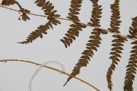 華中蹄蓋蕨藏品圖，第5張