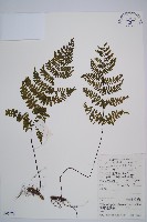 亮毛蕨藏品圖，第1張