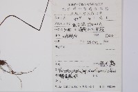 亮毛蕨藏品圖，第2張