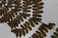 亮毛蕨藏品圖，第5張