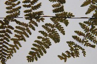 亮毛蕨藏品圖，第6張