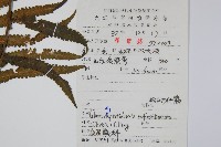 粉紅方桿蕨藏品圖，第2張