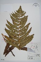 硬葉鱗毛蕨藏品圖，第1張