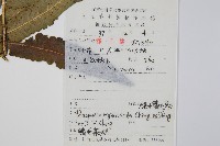 硬葉鱗毛蕨藏品圖，第2張