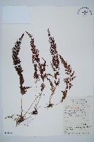 烏蕨藏品圖，第1張