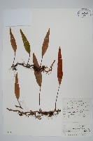 瓦葦藏品圖，第1張