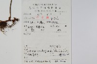 瓦葦藏品圖，第2張