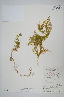 全緣卷柏藏品圖，第1張