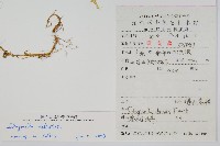 全緣卷柏藏品圖，第2張