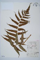 毛柄短腸蕨藏品圖，第1張