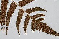 毛柄短腸蕨藏品圖，第3張